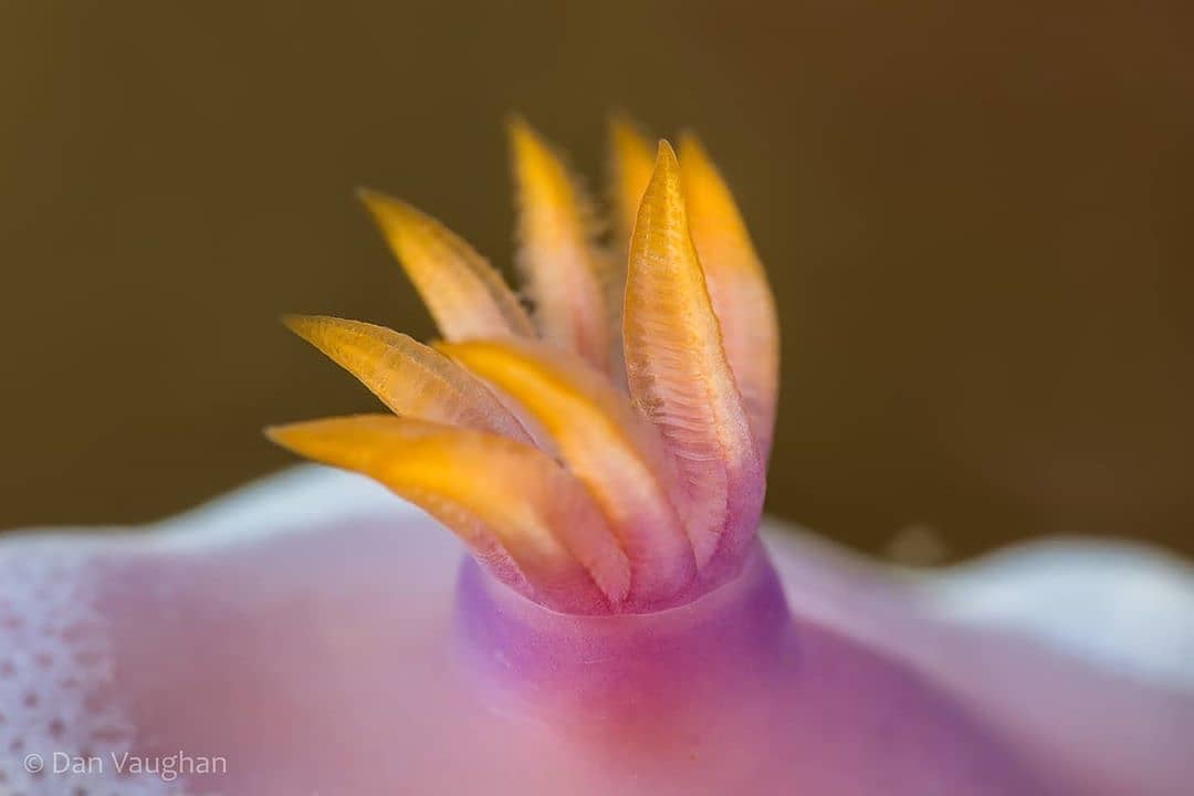 A super close up shot of a nudibranchs gills! 👀📸

A Giant Hypselodoris photographed by @foetusmachine in @twofishlembeh 🌴

#lembeh #lembehstrait #indonesia #photography #macrophotography #travel #uwphoto #macro #uwphotography #scubadiving #diving #diveindonesia