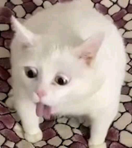 Белый кот орет