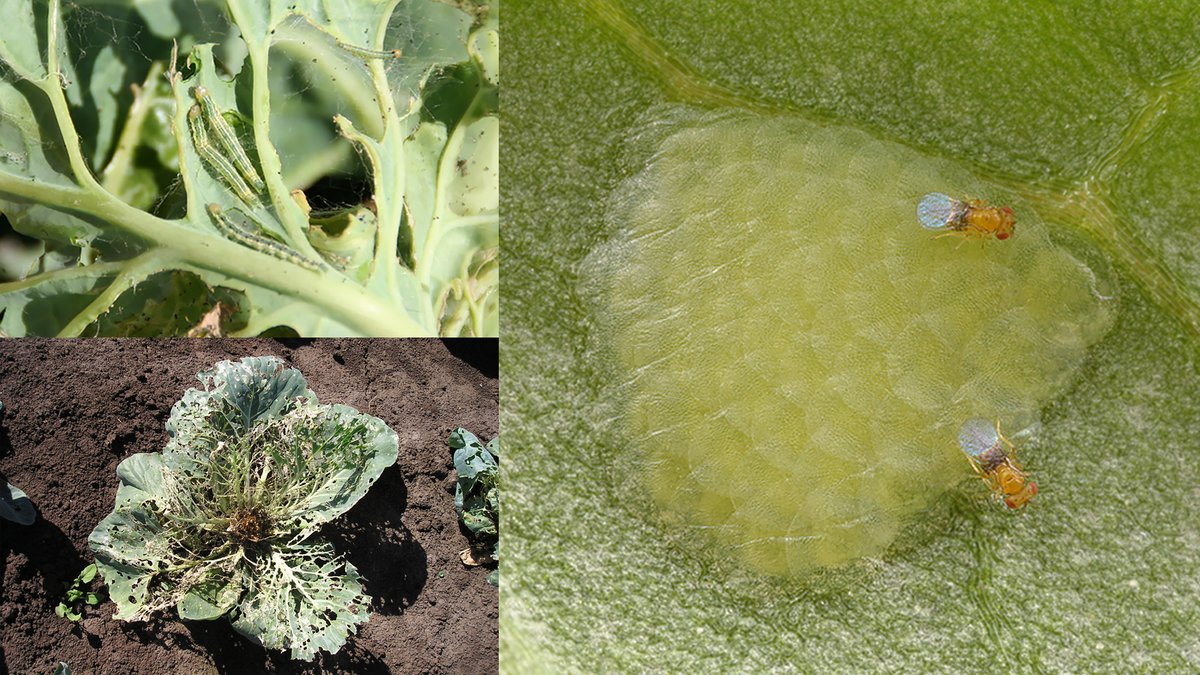 New paper from my Honours research looking at the diversity of Trichogramma egg parasitoids in Samoa and their potential for controlling a major pest of Brassica crops in the Asia-Pacific region:
doi.org/10.1016/j.bioc…
