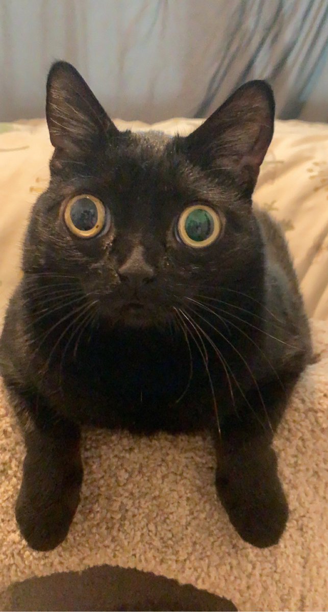 bigfootjinx's tweet photo. she is so photogenic i could sit and take pictures of her all day https://t.co/UTOoQr0dZC