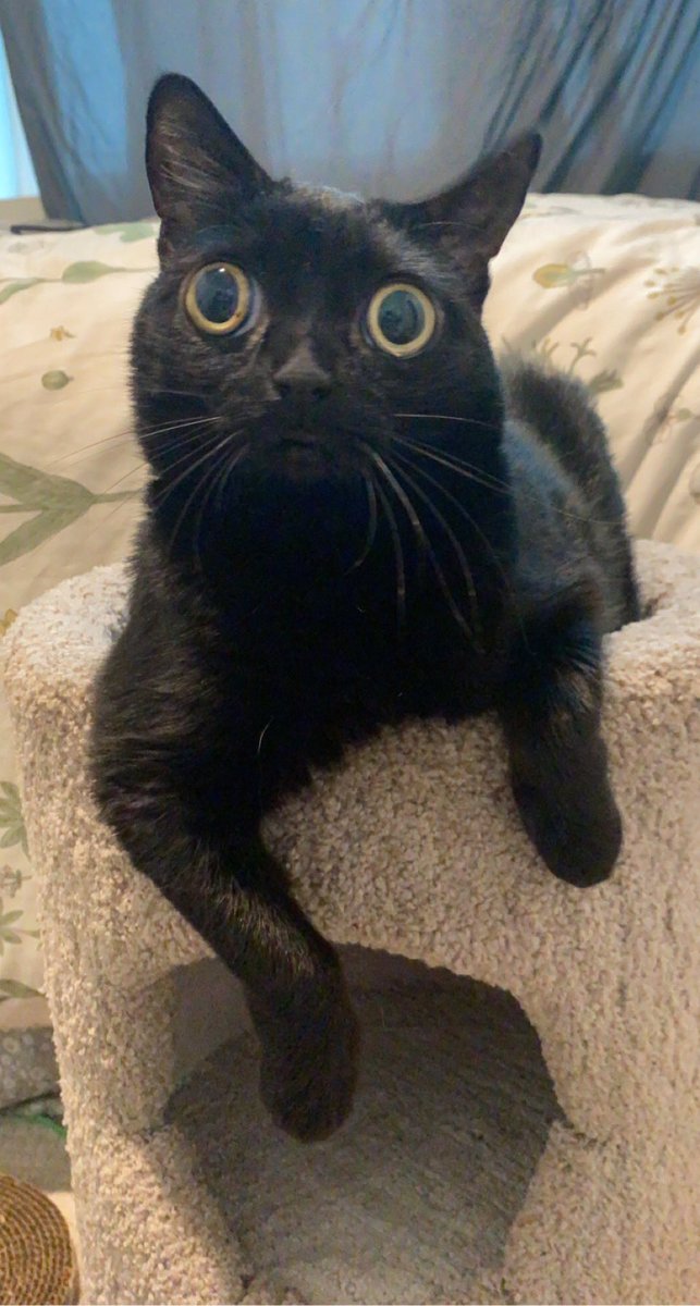 bigfootjinx's tweet photo. she is so photogenic i could sit and take pictures of her all day https://t.co/UTOoQr0dZC