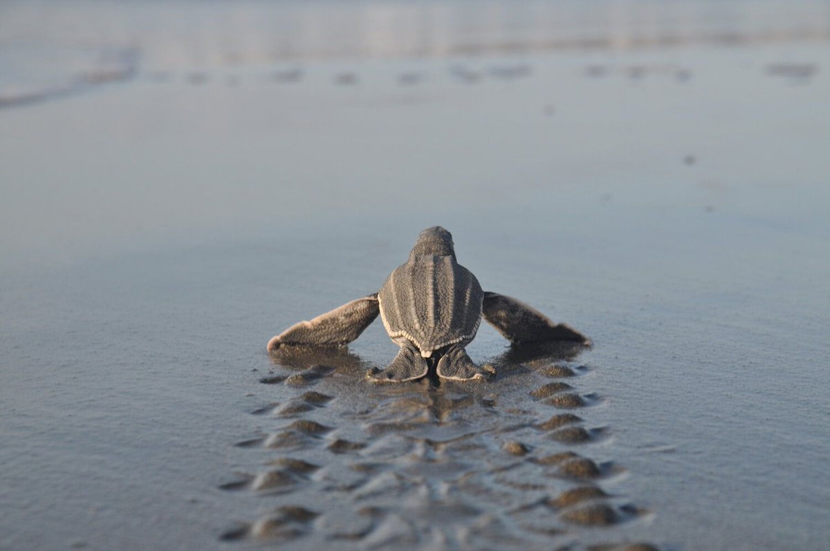 To support our plastic campaign, we’ve created a fun high quality print! This leatherback photo was taken in Panama and is on sale now! Only 40 available, come in glossy or matte. Each purchase supports our campaign &amp; comes with stickers &amp; postcards. buff.ly/3ArjQKJ