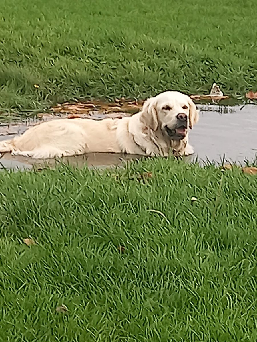 Sea lion impression <a href="/J_a_y_n_i_e/">Jayne with a Y</a>