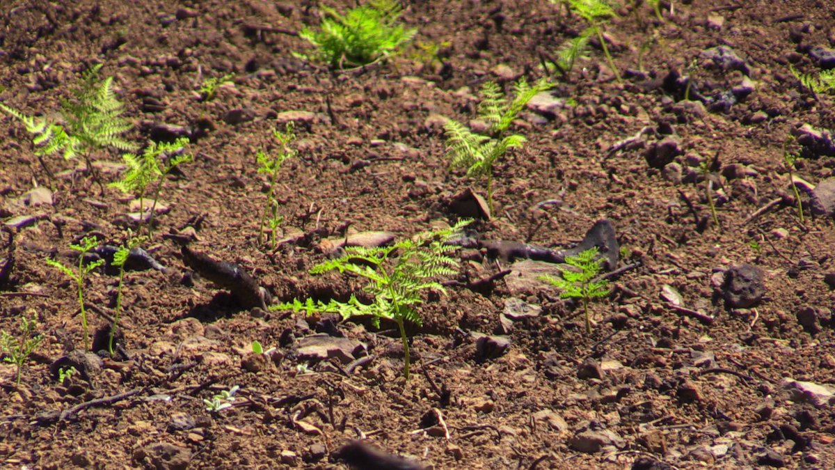 ForestServiceNW's tweet photo. Ferns &amp; mosses are some of the first greenery after a fire. They have horizontal stems tucked away underground that stay protected &amp; often survive moderate fires. The booster shot of nutrients available immediately after a fire makes for rich soil for the new sprouts. https://t.co/u7E3W8fqUh