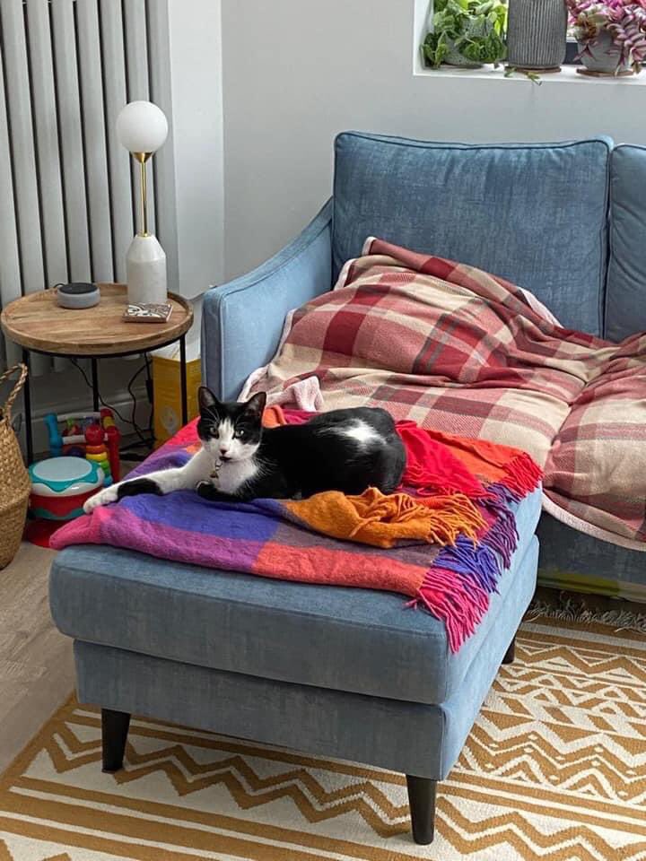 Barney! Where are you? Please look out for this lost cat post from Facebook! Please RT <a href="/KittyCallerCA/">TheKittyCaller</a> <a href="/KeeleyDonovan/">Keeley Donovan</a> <a href="/Mustardpot/">The Mustard Pot</a> <a href="/PeopleofLeeds/">People of Leeds</a> <a href="/ChapelARunners/">Chapel Allerton Runners 🏃🏻‍♂️🏃🏻‍♀️</a> <a href="/saintmattschoir/">St Matthew's Choir</a> <a href="/ChapelAClub/">Chapel Allerton Lawn Tennis, Squash & Gym Club</a>