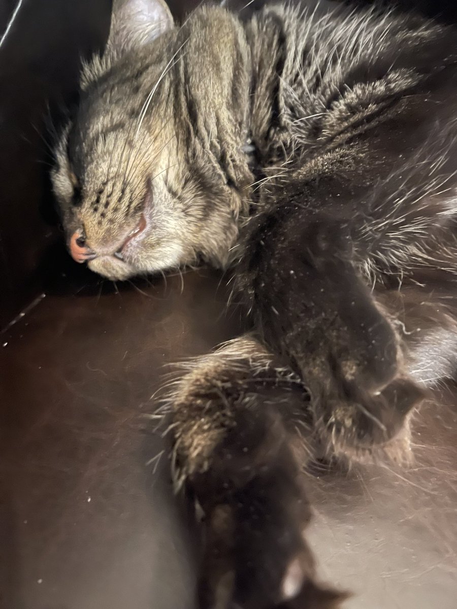 HarmonyUsInc's tweet photo. It’s so hard being a #shoggath #PetCabal #KeepHumansHome #CatsOfTwitter https://t.co/yhXrRnIdiW