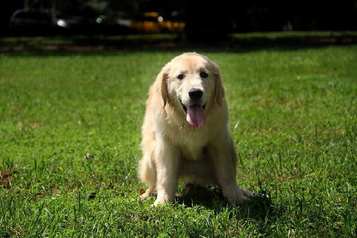 ImproveDogs's tweet photo. Acute Diarrhea is a relatively common occurrence, usually prompted by some food in your dog's intestinal tract.

Read more 👉 https://t.co/qBEkK7CToZ

#improvedogs #dogs #dog #AllAboutDogs #dogwellness #dogbehavior #diarrhea #dogdiarrhea #doghealth #CommonDogHealthProblems https://t.co/F7gtdV9Jqo
