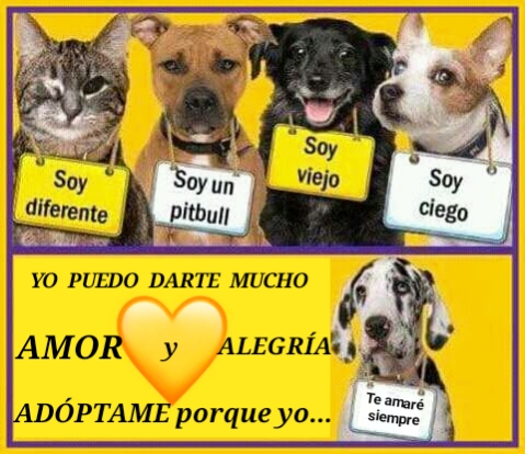 Somos muuuyyy especiales y también estamos dispuestos a entregarte el corazón❤...🐕 ¡No discrimines, por favor!