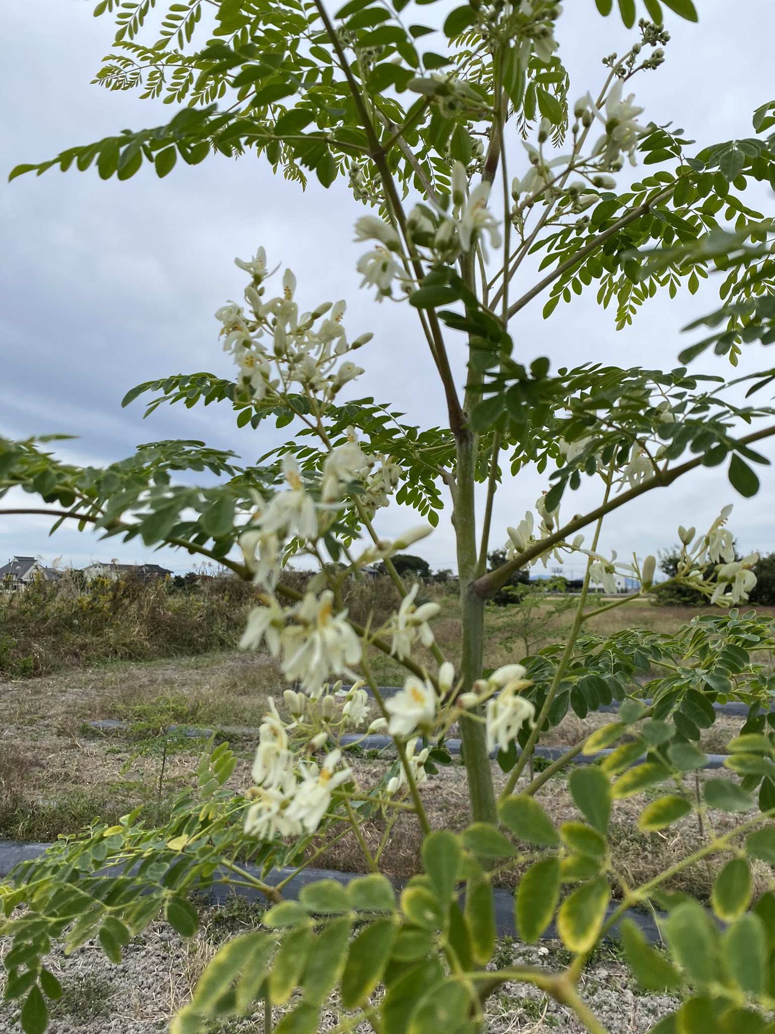 スエぴーのモリンガラブ ｓａｇａモリンガ愛ランド Moringa Twitter