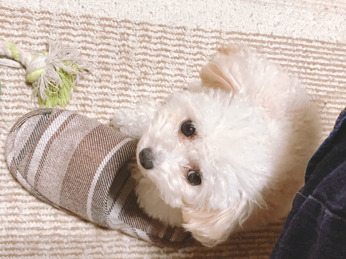 そらもも クッションで寝ればいいものを わざわざスリッパ上で寝るうちのワンコ ちょっとのいて といったら この顔 反抗期に入っているのでしょうか 笑 いぬのいる暮らし トイプードル トイプー 犬のいる生活 トイプードル多頭飼い いぬ