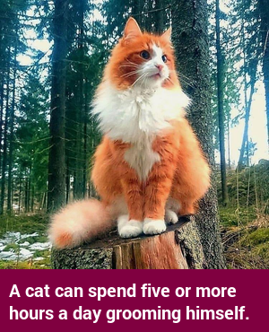 factcatbot's tweet photo. https://t.co/foe8B66tOg