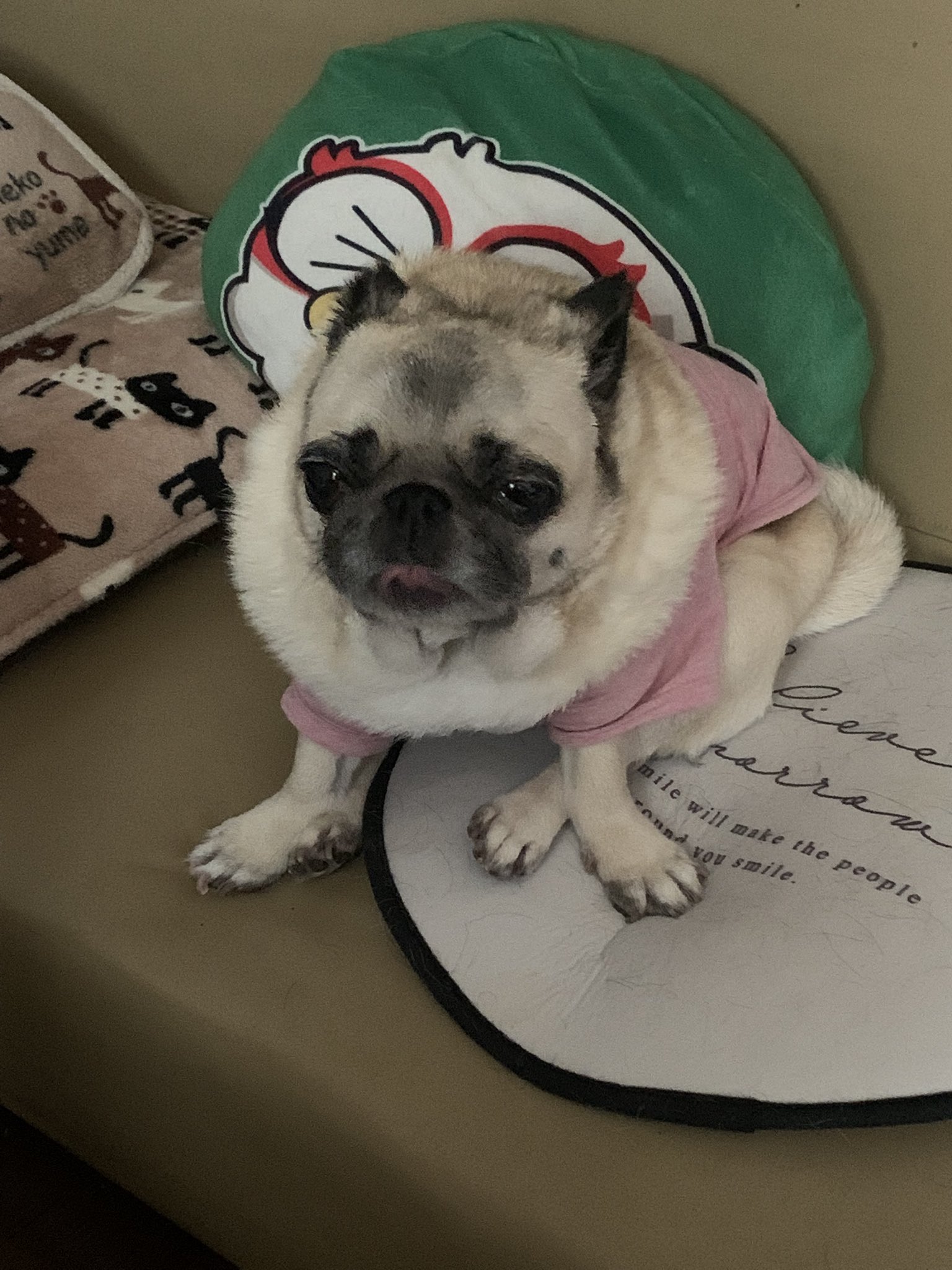 Luxe ひとりいないとほんとに寂しそうで 多頭飼いパグの片方 あと少しで帰ってくるからね パグ 多頭飼い 検査入院中 T Co 9zilpaope3 Twitter