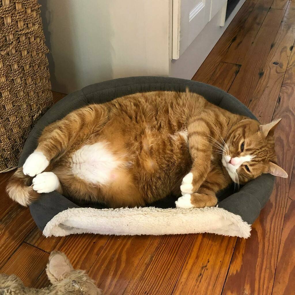 drparrsays's tweet photo. I was right. Kelly Cat was chillin’ in his pumpkin yesterday. Because he is definitely hangin’ in his kitchen bed today. #kellycat https://t.co/kqDb54vkZy https://t.co/pkNLG83kBV