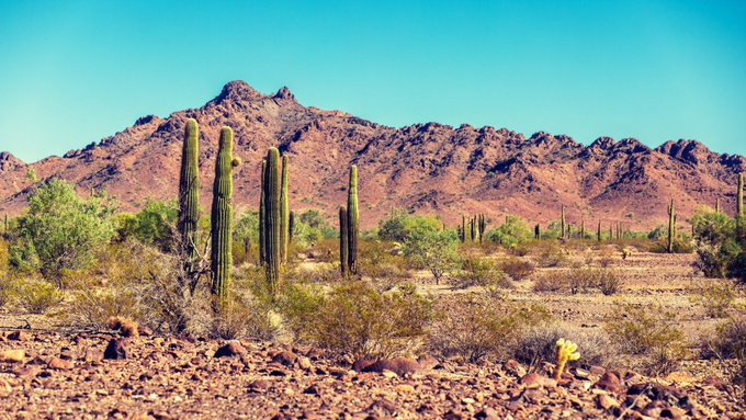 🌵 https://t.co/BCzF1ltV24