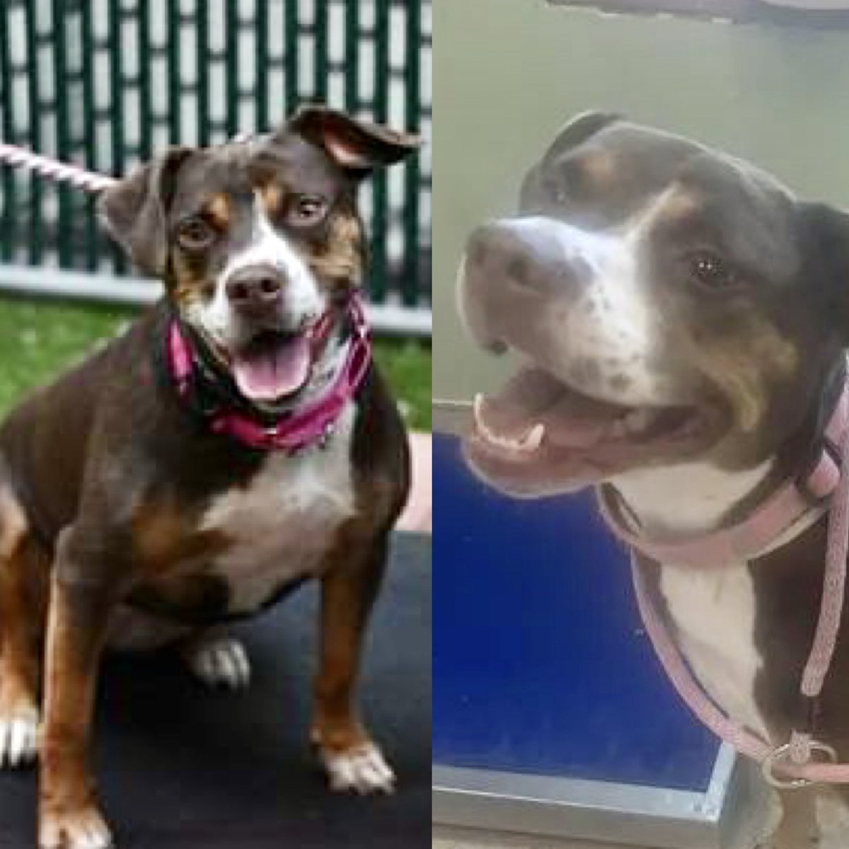 THEY WILL KILL BEATRICE BONNET #124380 BECAUSE SHE’S NERVOUS. She’s either a lost dog or abandoned, once well cared for, now disposable. Cute but on edge, needs an experienced home, no kids. Save her: pledges via <a href="/tomjumbogrumbo/">Keith Olbermann's Dogs</a> PLEASE RT BEATRICE BONNET! m.facebook.com/photo.php?fbid…