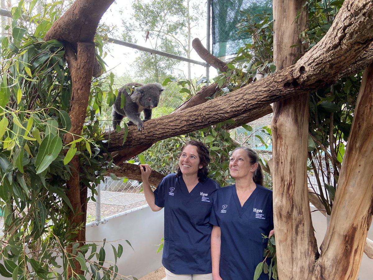 ifawAU's tweet image. We have a long-standing relationship with #FriendsoftheKoala which started as advocating together for better protections for koalas, and has grown to our funding of Friends of the Koala’s full-time vet team to ensure koalas receive immediate specialist on-site treatment and care.