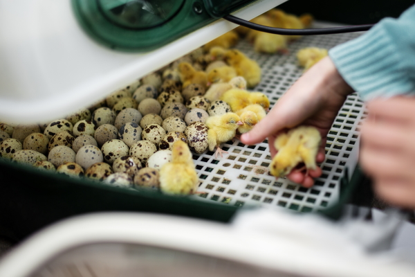 Defend_theFlock's tweet photo. Be a #FlockDefender and clean your incubator before each use: 1. Remove debris, scrub with dish soap and water, rinse and let dry. 2. Spray surfaces with a solution of 2 Tbsp household bleach and 1 quart water, wait 10 minutes, then rinse. 3. Let dry in the sun. https://t.co/2uUxANmrzf
