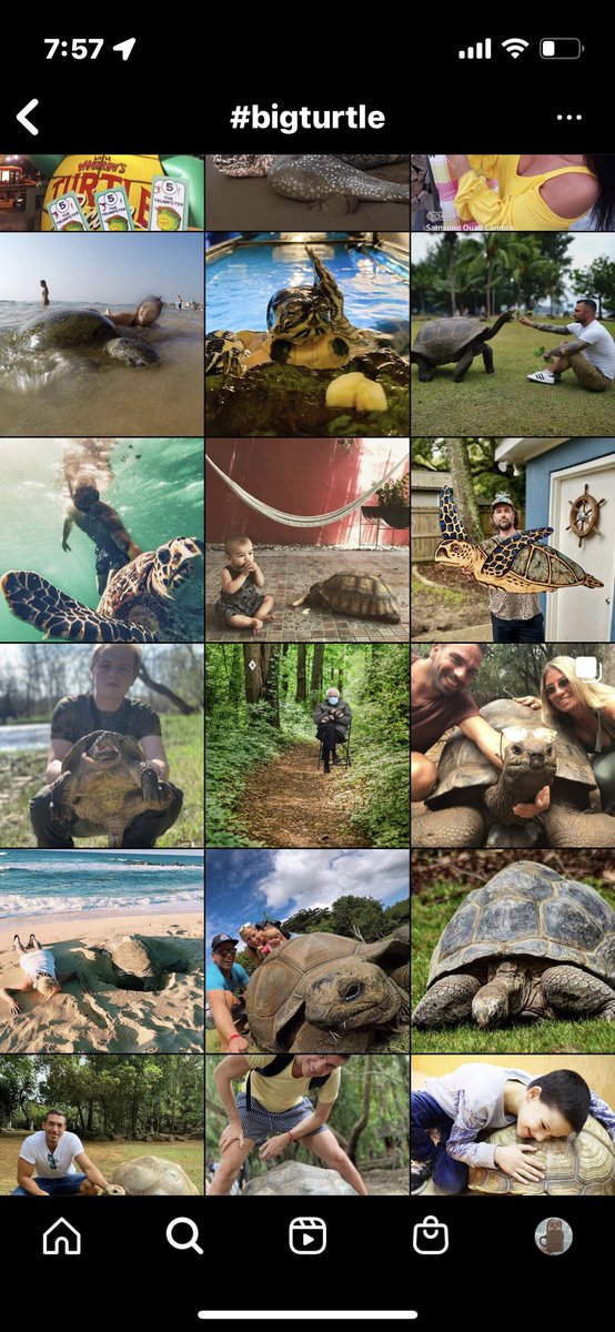 zyswest's tweet photo. i encourage everyone to go look at the hashtag #bigturtle on instagram. ya welcome https://t.co/bSN2Ymz8SW