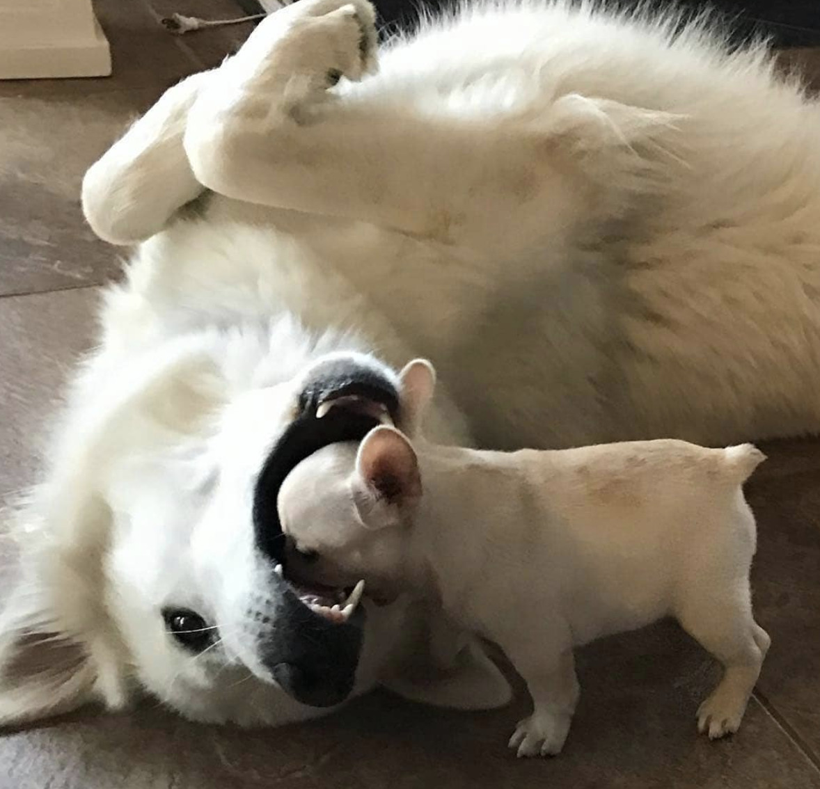 BichinhosFB's tweet photo. É chefia, parece que o problema é no canino kkkkk https://t.co/tvQDCA1e8v