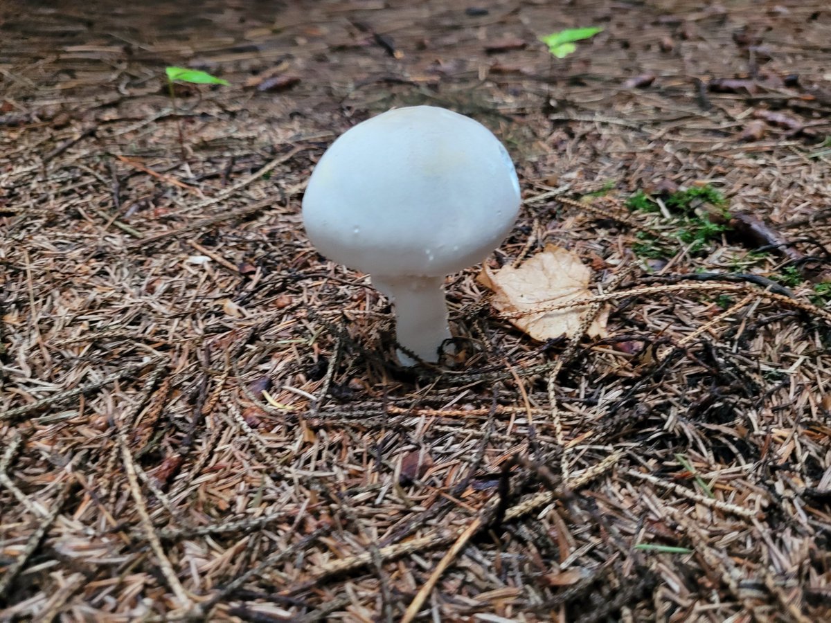 WillowWeedFarm's tweet photo. October is a crazy busy month here at Willow Farm. While Cannabis is our main priority, we also harvest honey from our bees, grapes for Willow Wine, sunflower seeds, squash, and forage for mushrooms in the forest. https://t.co/dkaqU31kJB