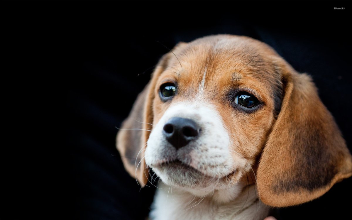 Our_Cambridge's tweet photo. Dr. Fauci ordered 4 Beagle torture centers, in Georgia Maryland, California…taking months to painfully kill innocent pups.

Just like Dr. Mengele, brutal tortures at the office by day. Go home at night and prune his Bonsai tree.

#BeagleNation #CambMA #NHpoli #VTpets #MEpolitics https://t.co/U8oiMQj9sx