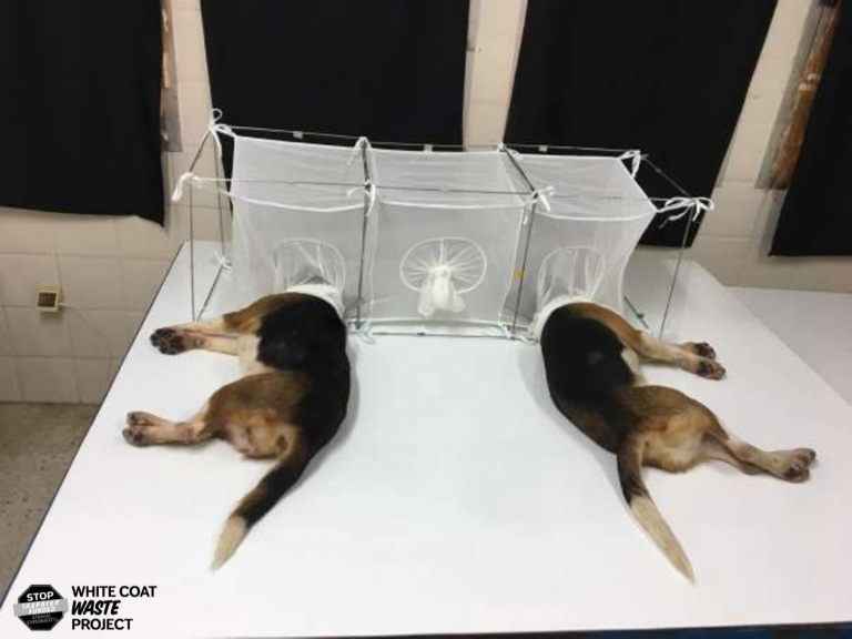 Our_Cambridge's tweet photo. Dr. Fauci ordered 4 Beagle torture centers, in Georgia Maryland, California…taking months to painfully kill innocent pups.

Just like Dr. Mengele, brutal tortures at the office by day. Go home at night and prune his Bonsai tree.

#BeagleNation #CambMA #NHpoli #VTpets #MEpolitics https://t.co/U8oiMQj9sx