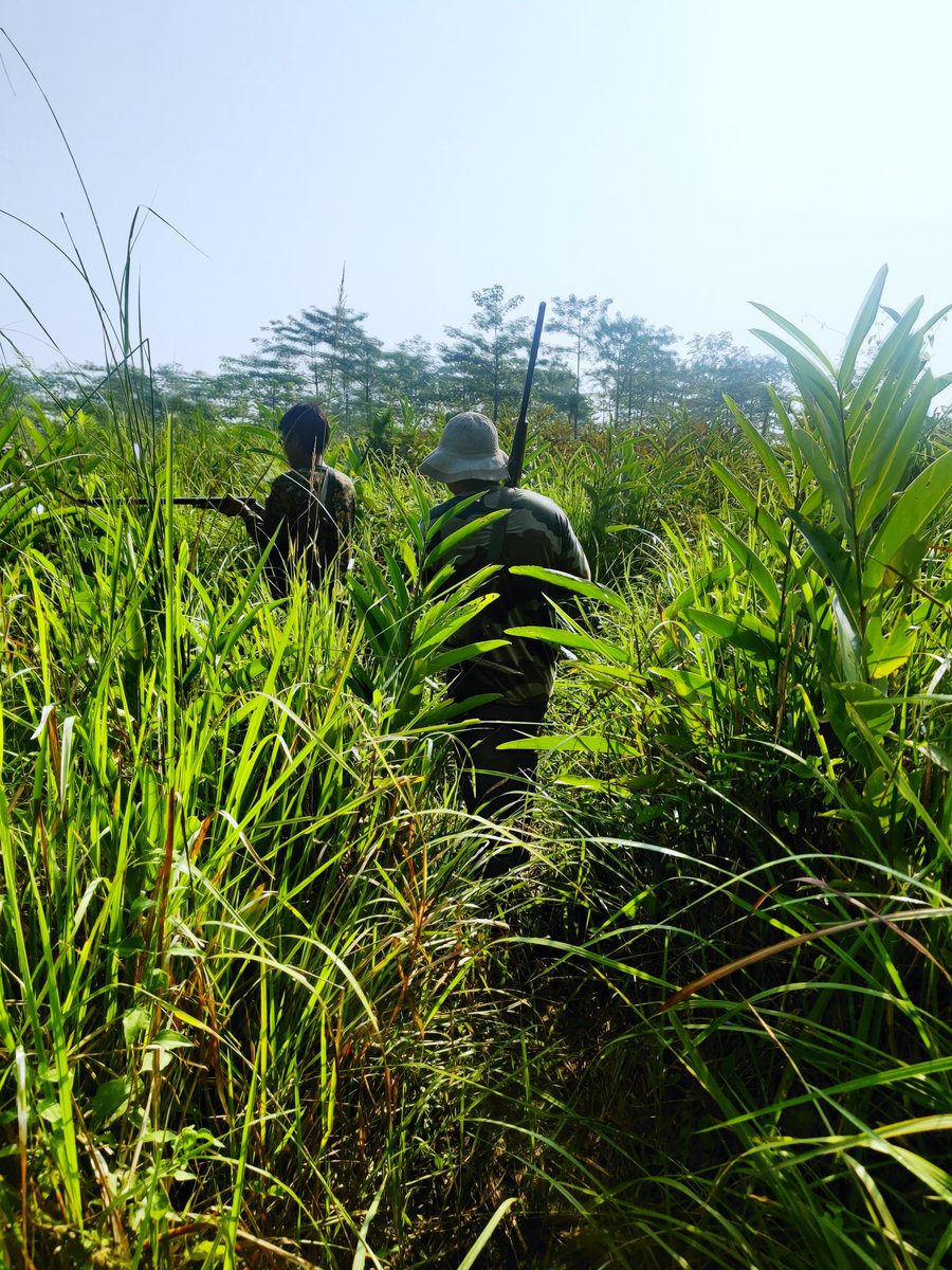 Early morning foot Patrolling in a dense grassland habitat is a daily routine for these vanrakshaks. Elephants, Water Buffaloes or Sambar Deer thus feel safe.🐘🐃🦌