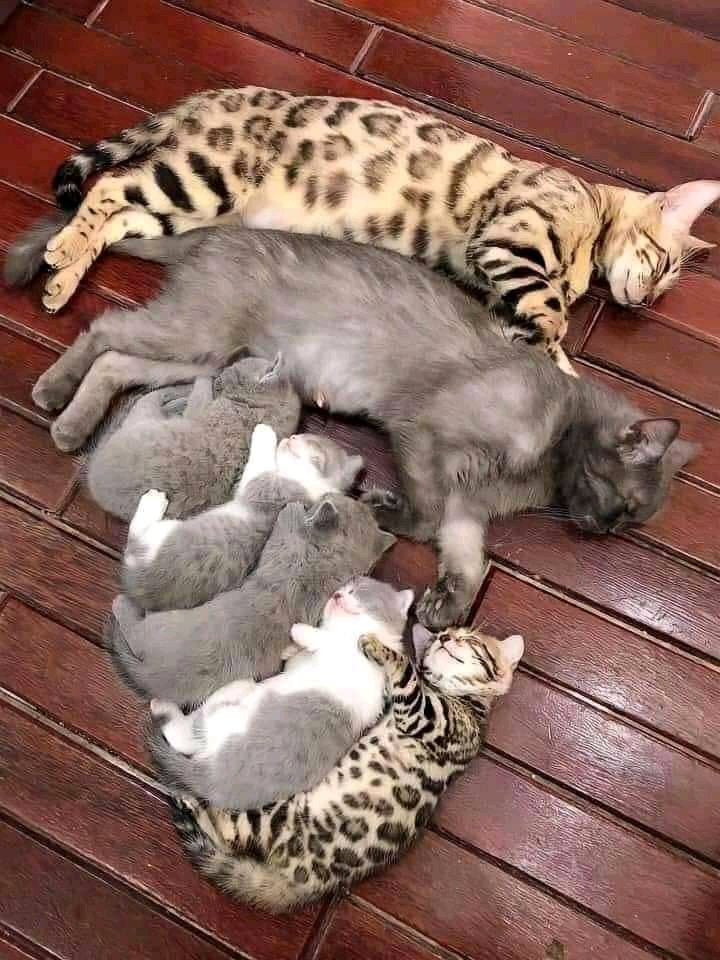 ZOO_FESS's tweet photo. zoo itu bapaknya jenis kucing apa ya? Lucu bgt motif bapaknya nurun ke anak cuma 1 aja wkwkkw https://t.co/yXm9UxV0oE