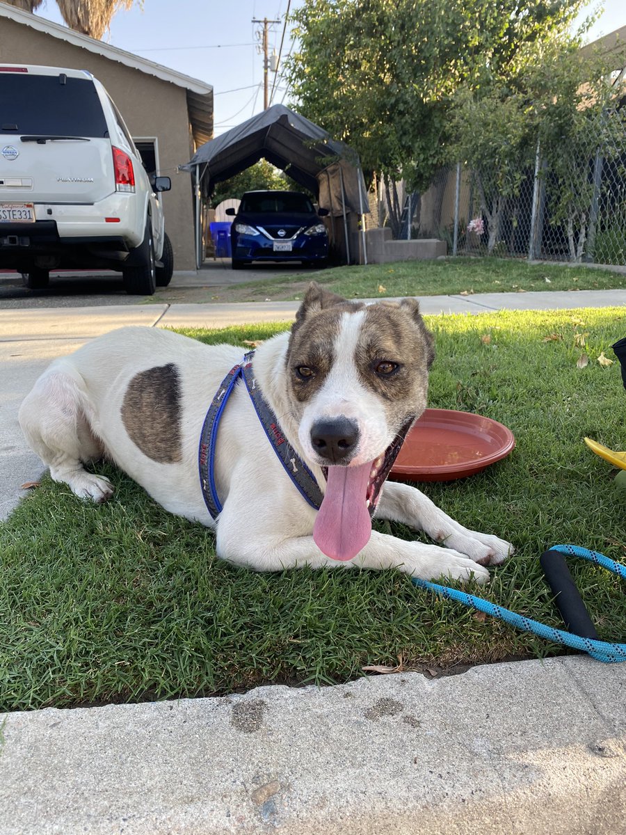 hi guys so my dog ran away today while everyone was at work, if you guys see him anywhere in the rialto area please let me know.. he’s my bestfriend .. he’s very friendly and doesn’t bite pls pls let me know