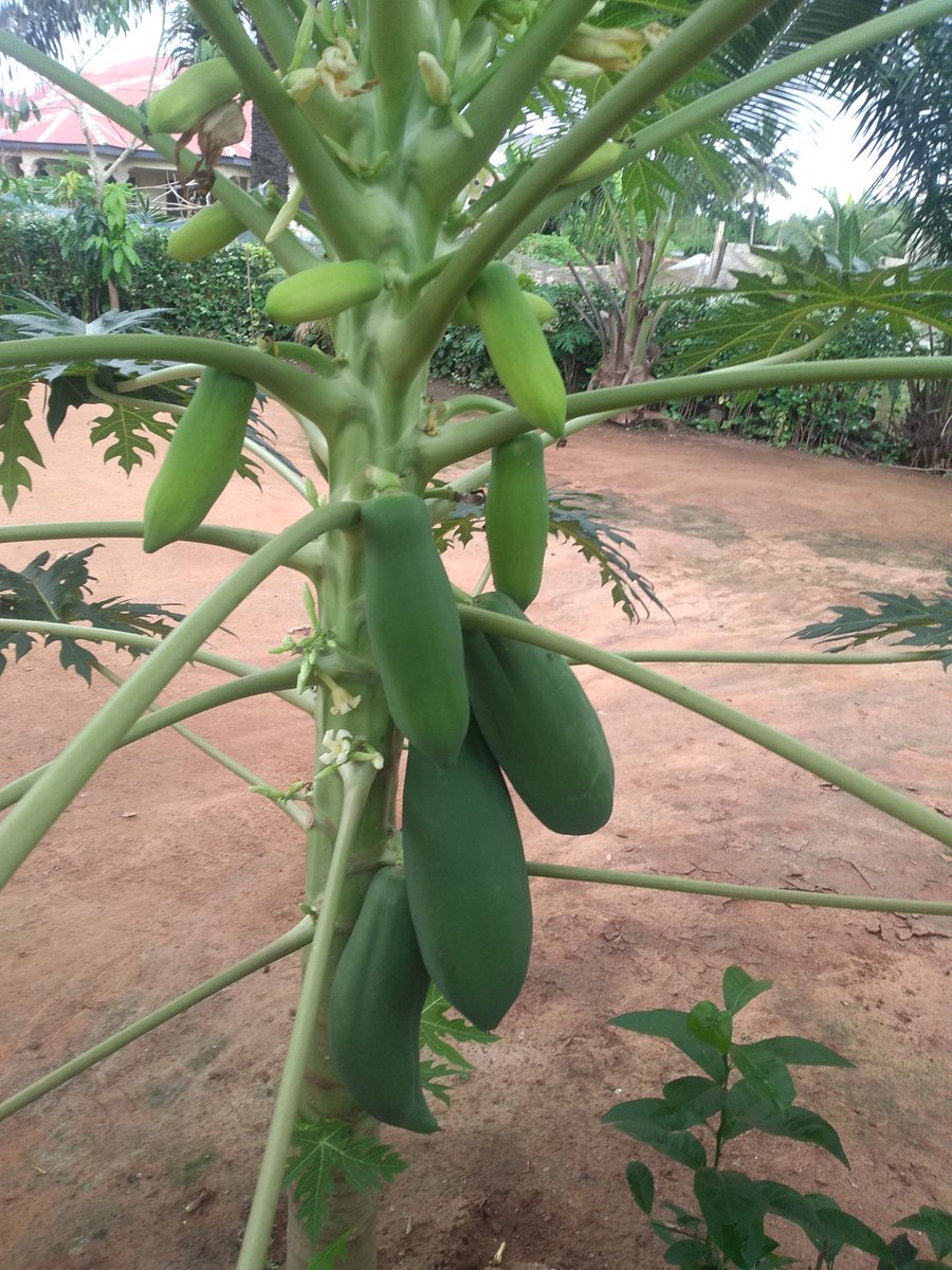 Our pawpaw is bearly 6 months old. It was planted during the nationwide 2021 #treeplanting in Ghana & it's has started bearing fruit. It was planted with Rabbit & Quail droppings and fruiting very nicely. 
#organic
#organicfood 
#fgreshvegetables 
#greenfoods 
#pawpaw
#eathealthy