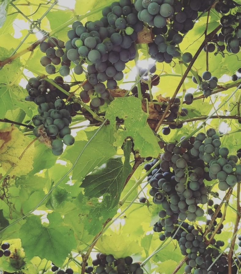 October is a crazy busy month here at Willow Farm. While Cannabis is our main priority, we also harvest honey from our bees, grapes for Willow Wine, sunflower seeds, squash, and forage for mushrooms in the forest.