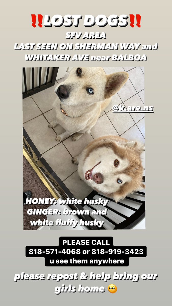 wackyjackiiee's tweet image. ‼️OUR DOGS GINGER AND HONEY ARE MISSING ‼️ please rt and share w all ur friend n fam pls. help get our babies home &amp;lt;/3