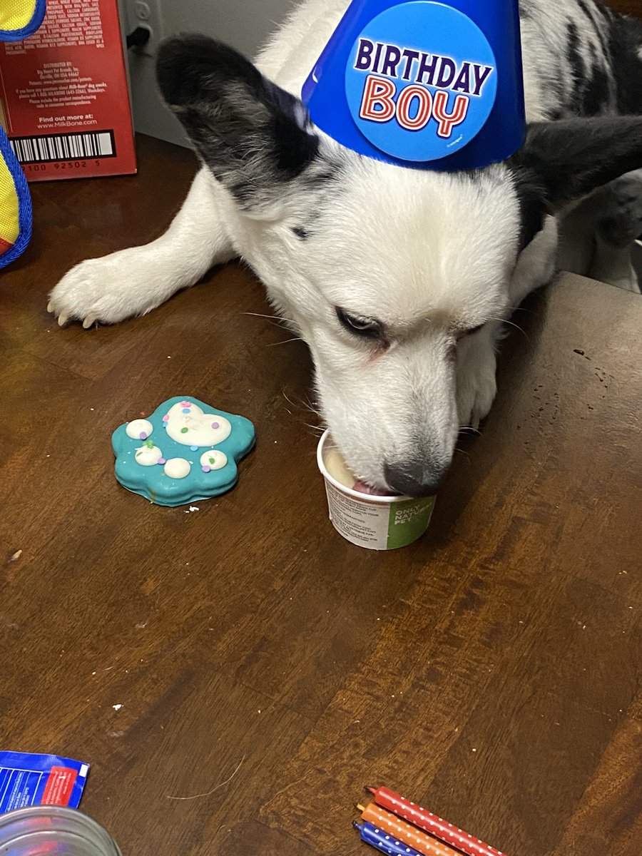 Happy Birthday to this little munchkin Captain Aizen!!! #corgisofinstagram #corgi #cardigan #cardiganwelshcorgi #welshcorgi #dogbirthday #BLEACH_anime