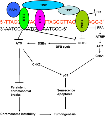 New pathology report shows Covid rapidly accelerates the aging process due to DNA damage   FCgmf2uWYAImE-t?format=jpg&name=small