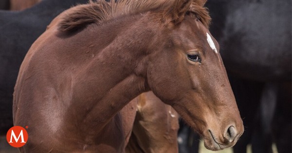 Milenio's tweet photo. Muere mujer instantáneamente al recibir una patada de un caballo en competencia en España 

La mujer de 43 años, que fue identificada como Elena L.M., estaba bajando al caballo del camión cuando recibió el impacto
https://t.co/OVi3iEX803 https://t.co/cnVGWfjx4G