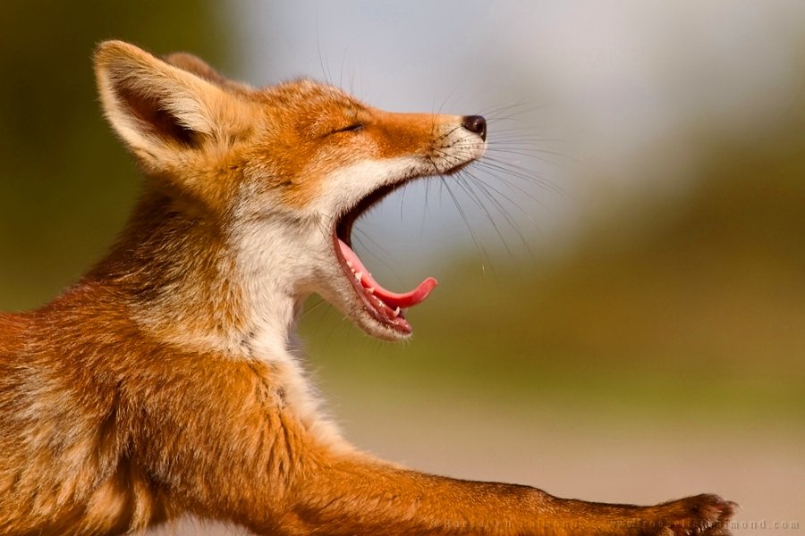 Как кричит лиса. Зубы лисы. Кричащая лиса. Как кричит лиса. Лиса кричит.