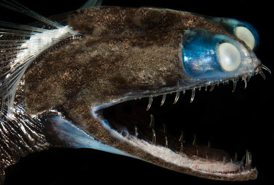 Today's fish is one I've been waiting to post for a while: the Telescopefish (Gigantura indica)! Those crazy binocular eyes help with their depth perception and sensing prey's bioluminescence in the depths. #FishABC
📸Dante Fenolio, Dave Johnson
