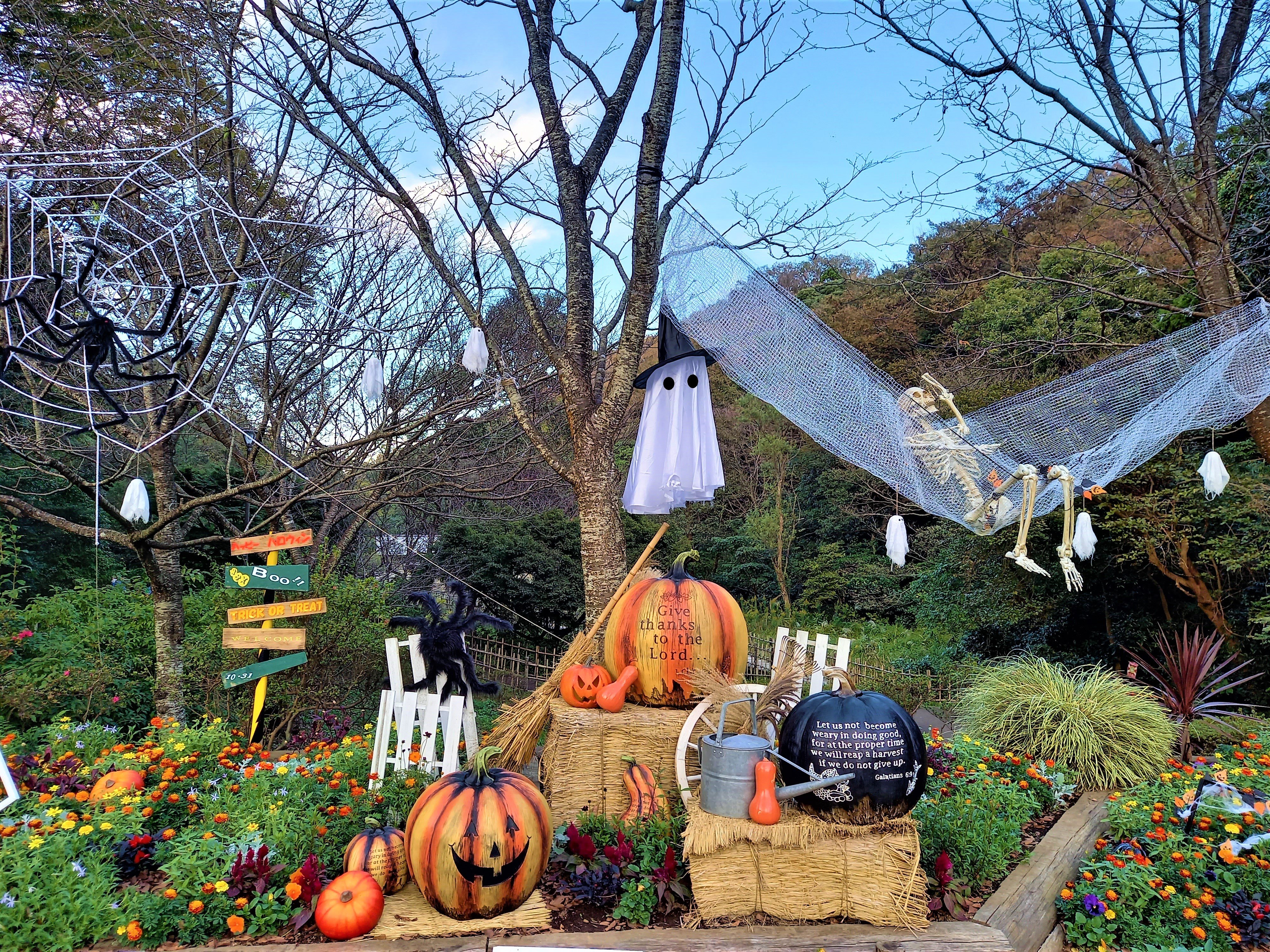 鎌倉市公園協会 今週末は ハロウィン ですね 新しいカボチャ達も登場して ますます賑やかな花壇になっています ぜひ見にいらしてください 鎌倉中央公園 T Co Iqmenuovvy Twitter