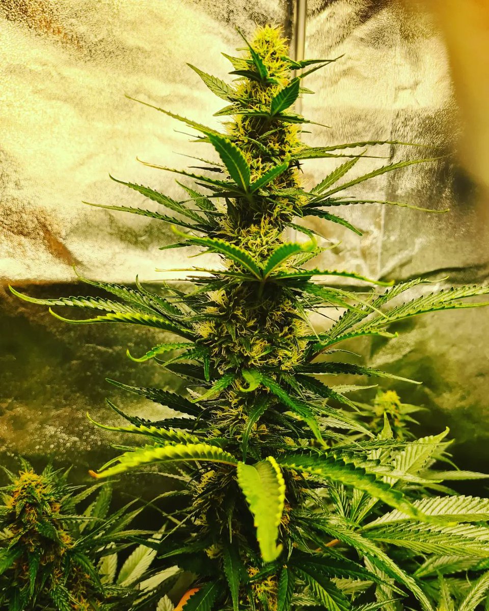 GeeklightC's tweet photo. Some monster buds grow under Monster Board 600w
https://t.co/2S5rEI2KoJ
#geeklight #monsterboard #monsterboard600W #quantumboard #ledgrowlight #ledgrowlights #indoorgrow #indoorgardening #indoorgarden #indoorfarming #lm301h #growyourown #hydroponics https://t.co/HEswAlce8u