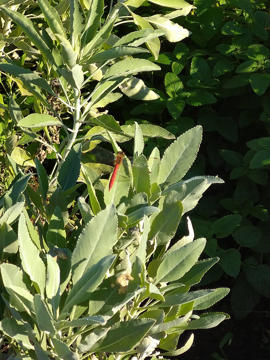 ホワイトセージ栽培中 Herb White Sage Twitter ホワイトセージ栽培中 Herb White Sage Twitter