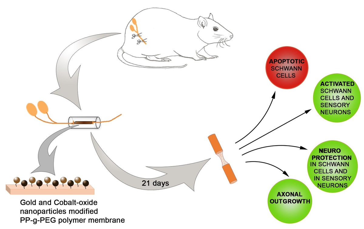 IJMS_MDPI's tweet photo. Authors report that #gold and #cobalt-oxide #nanoparticle modified membranes in conduits improve #axonal outgrowth and increase the regenerative performance of #conduits after #nervereconstruction. Learn more here: https://t.co/mOLKpersd5
#axonalregeneration
#polycaprolactone https://t.co/FBWl5P7haw