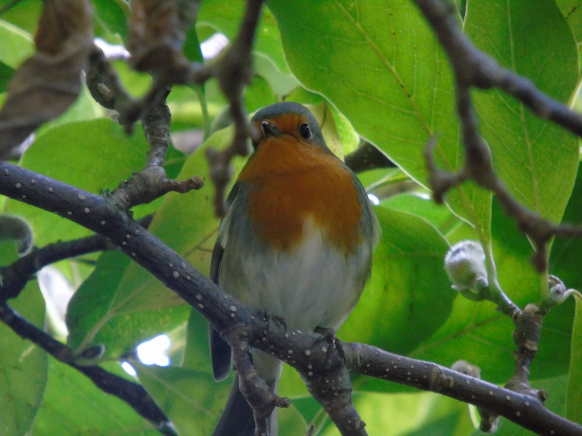 MyGarden_Uk's tweet photo. A Happy Monday Morning to all.
Wishing you a fantastic day and week.โค๏ธ
#YourWeek
#ILoveNature #TwitterNatureCommunity
#DDOR
@des_farrand @Natures_Voice @Hyperion_PSN
@godsbeloved118 @Team4Nature @FranklyHart
@GaryBlack1970 @b0bmckay @TheCalic
@harding_rowena @loraineswift1 https://t.co/1gDAdsNNVm