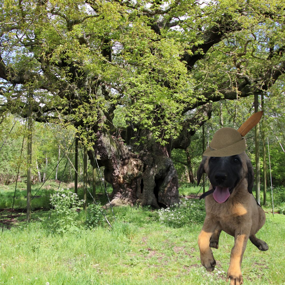 CCFCheetahUK's tweet photo. Stuck on which UK-themed name to suggest for our livestock guarding dog naming comp? We suggested some celebs, but what about some place names?! Devon, Eden, London or Sherwood maybe? Donate ยฃ20 and enter your name before the 28th! https://t.co/nzID8ysKAc #unitingforcheetahs https://t.co/7IVKgJMC7n