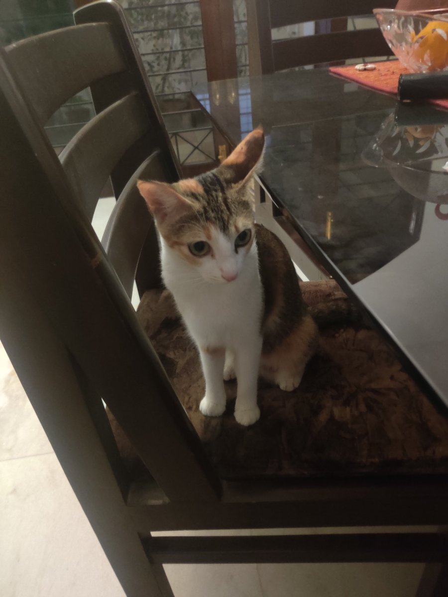 DatFelineFemale's tweet photo. Waiting for that bowl of gourmet @whiskas_uk 
#CatsOfTwitter #dinnertime #whiskas #hangry https://t.co/bQ5UeggkY2