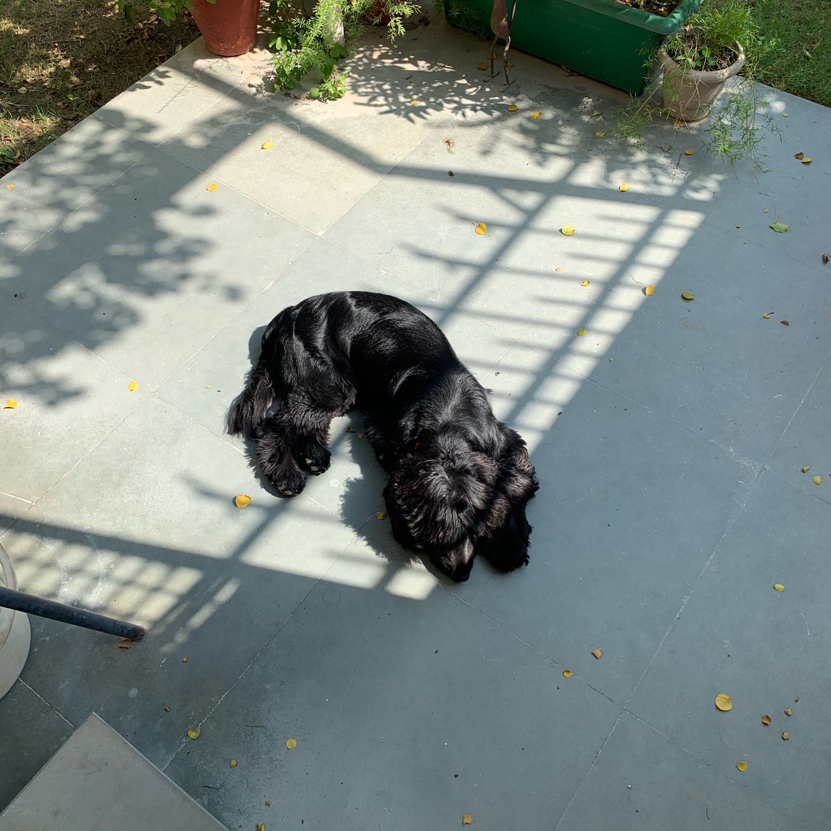RingoWoof's tweet photo. Don’t forget your daily dose of sun. https://t.co/gj0y2rUzEz