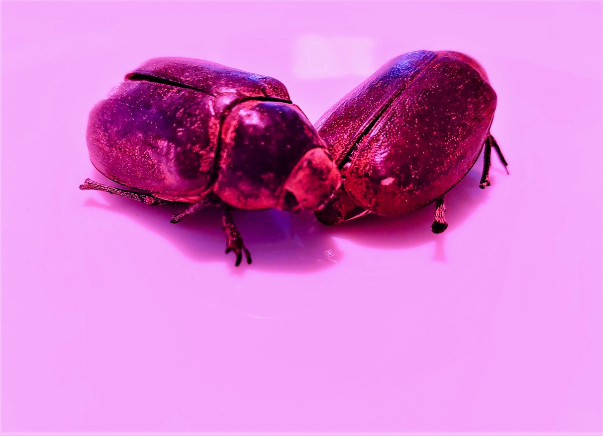 DFM_Berlin's tweet photo. Kiss my bug! Lasst Euch von unserem #Ekel verzaubern! Kommt ins #Museum! #DisgustingBerlin #BockAufDisgust #DFMBerlin #KissMyBug https://t.co/OIQJ7j85hp