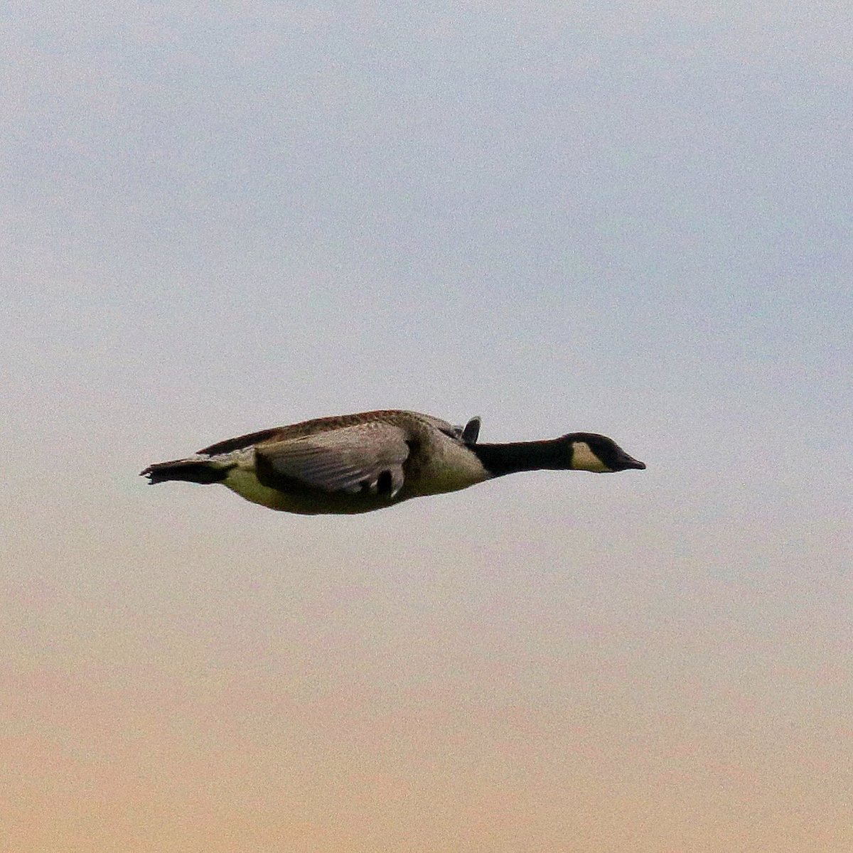 WLH1972's tweet image. Weekend #flight featuring #flapping #formation and #freestyle

@ThePhotoHour #eastanglia #nature #autumn