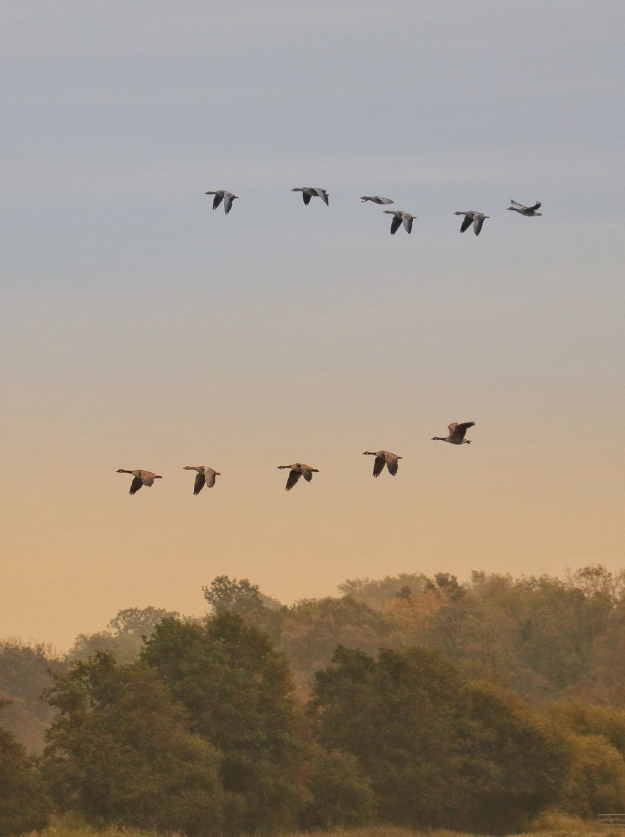 WLH1972's tweet image. Weekend #flight featuring #flapping #formation and #freestyle

@ThePhotoHour #eastanglia #nature #autumn