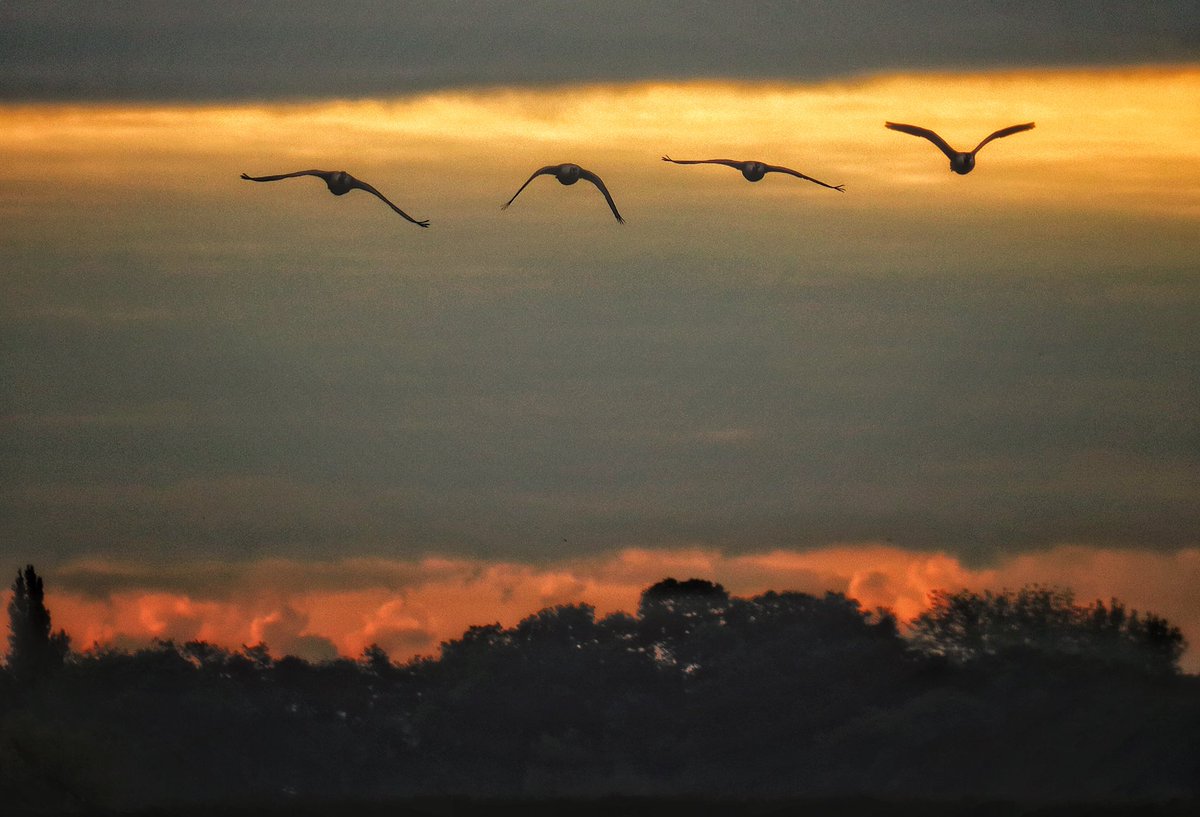 WLH1972's tweet image. Weekend #flight featuring #flapping #formation and #freestyle

@ThePhotoHour #eastanglia #nature #autumn