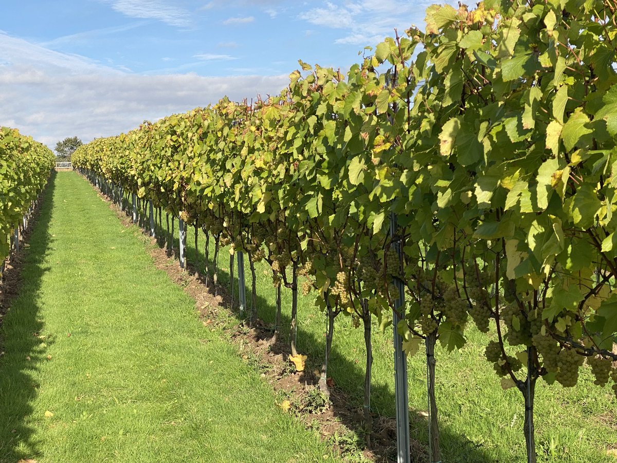 Althorne Estate Chardonnay enjoying the autumn sunshine.